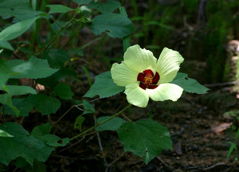 Hibiscus ovalifolius photo 5