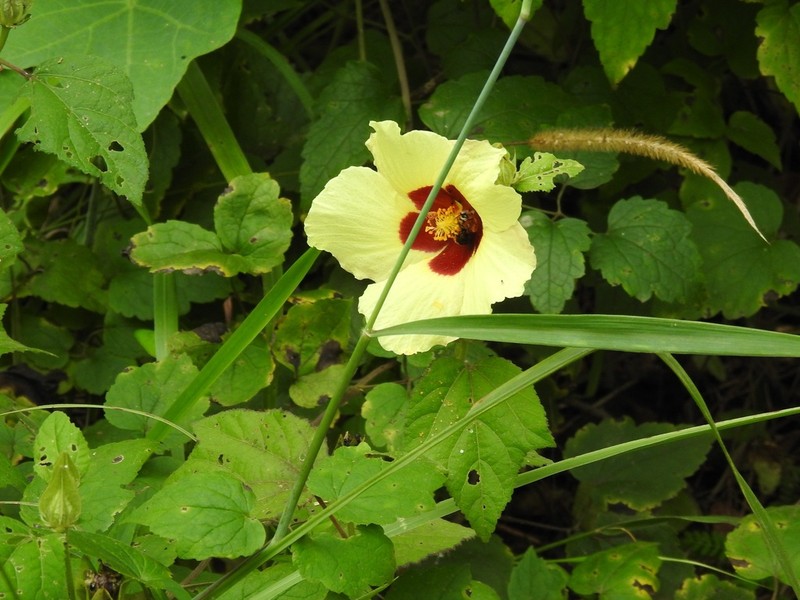 Hibiscus ovalifolius photo 6