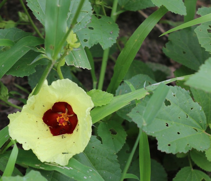Hibiscus ovalifolius photo 7