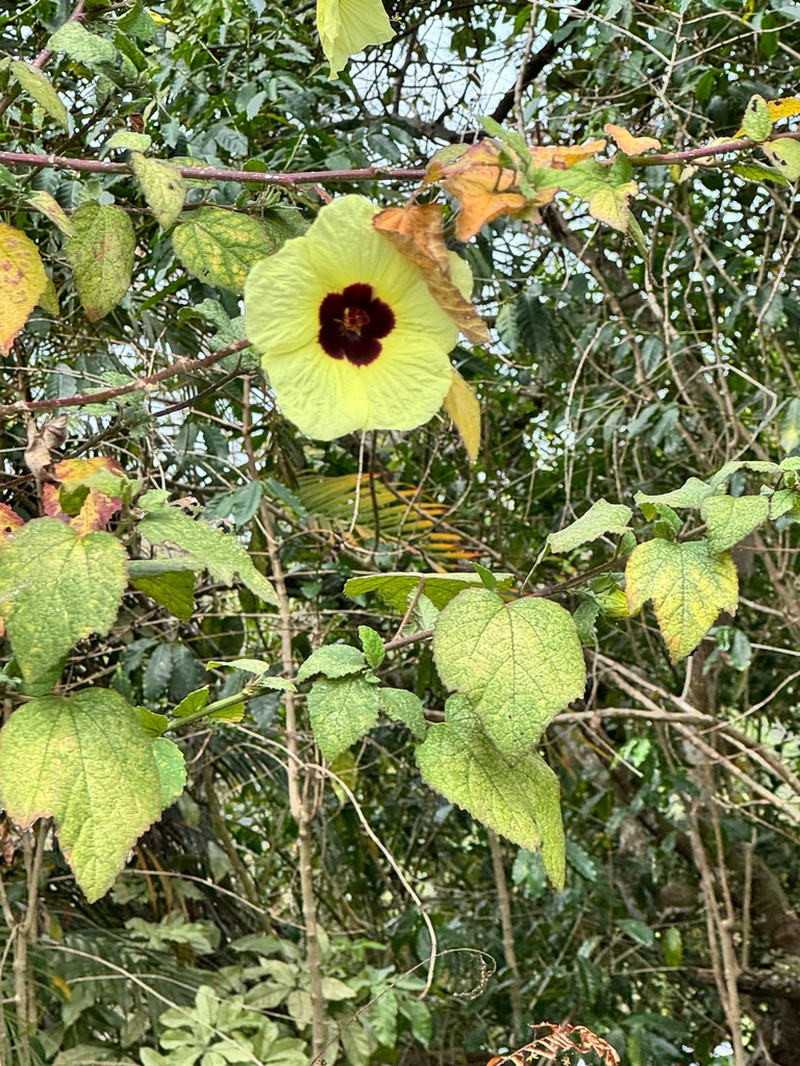Hibiscus ovalifolius photo 8