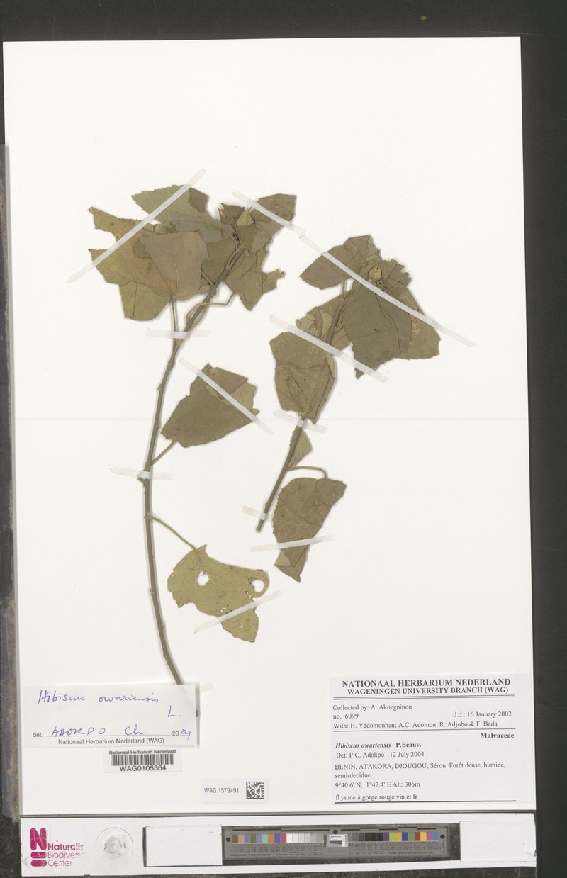Hibiscus owariensis
