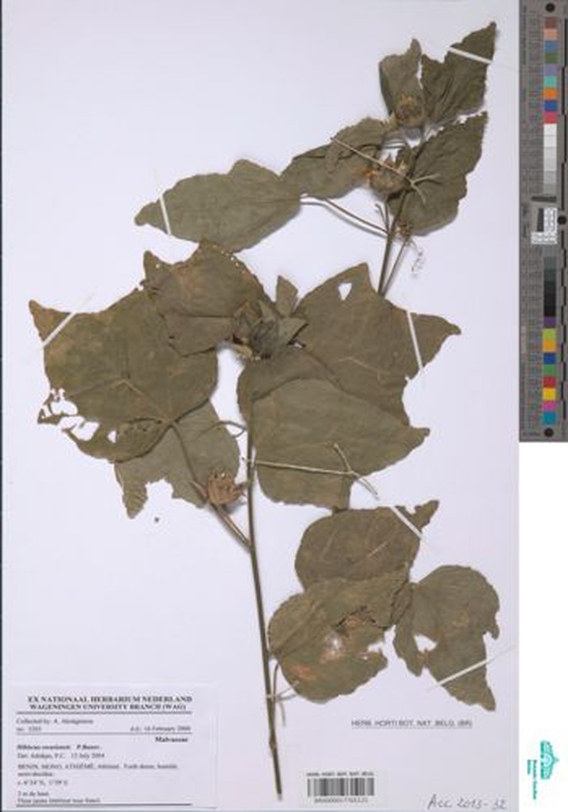 Hibiscus owariensis photo 2
