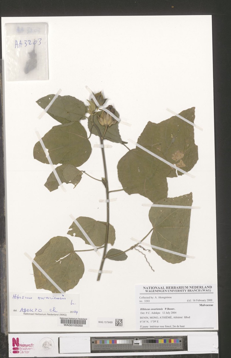 Hibiscus owariensis photo 3