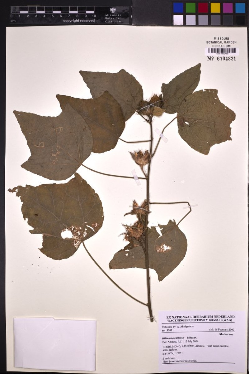 Hibiscus owariensis photo 4