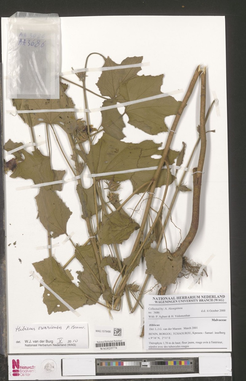 Hibiscus owariensis photo 5