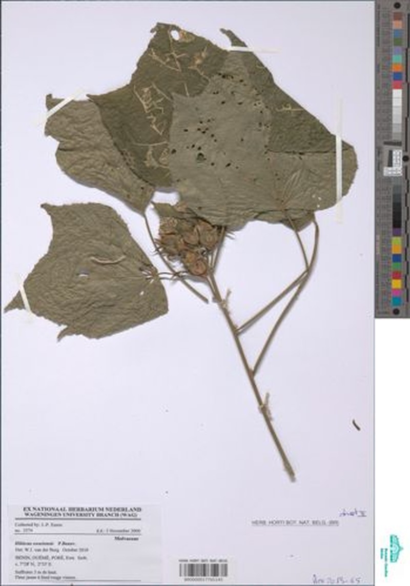 Hibiscus owariensis photo 6