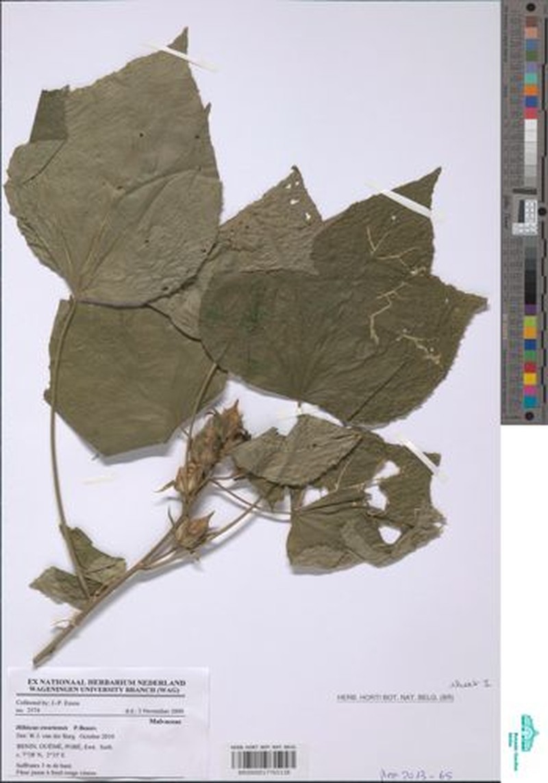 Hibiscus owariensis photo 7