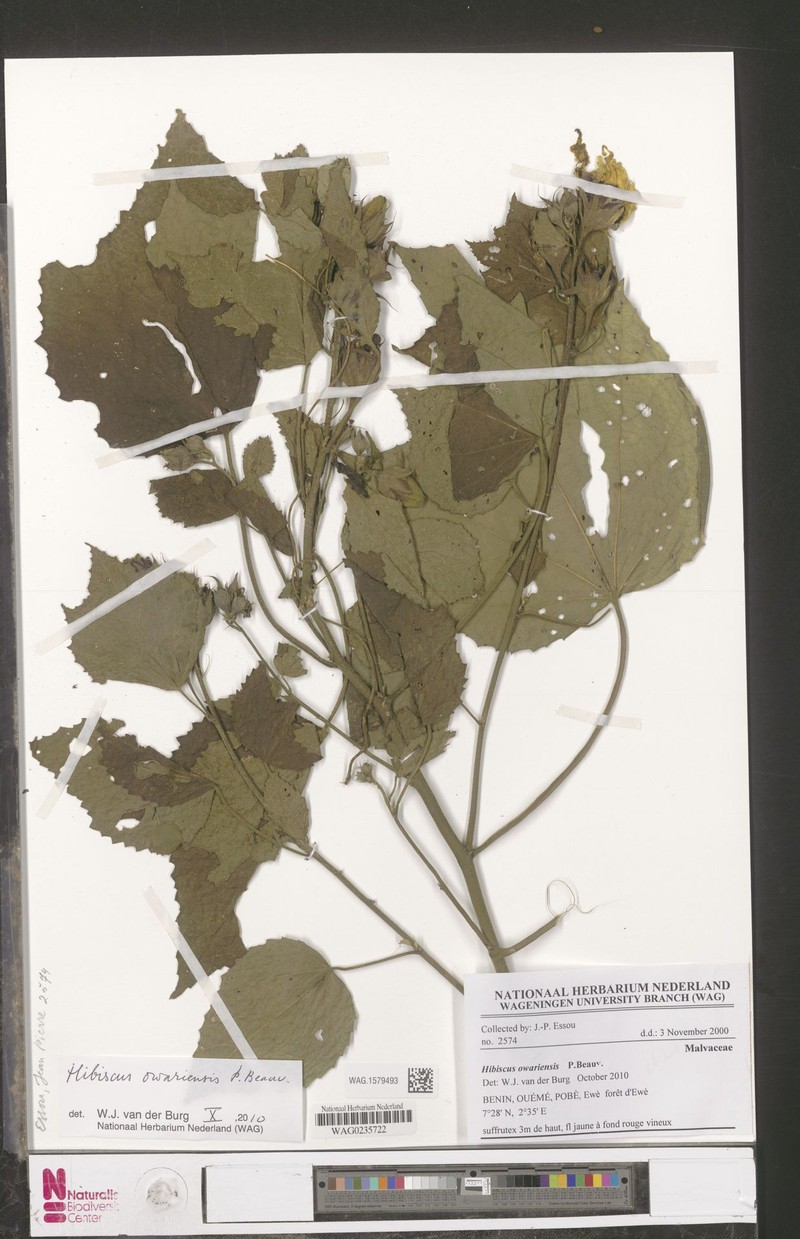 Hibiscus owariensis photo 8