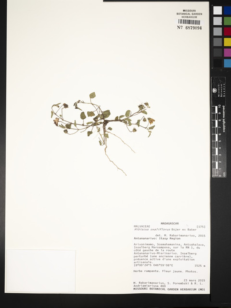 Hibiscus oxaliflorus photo 4