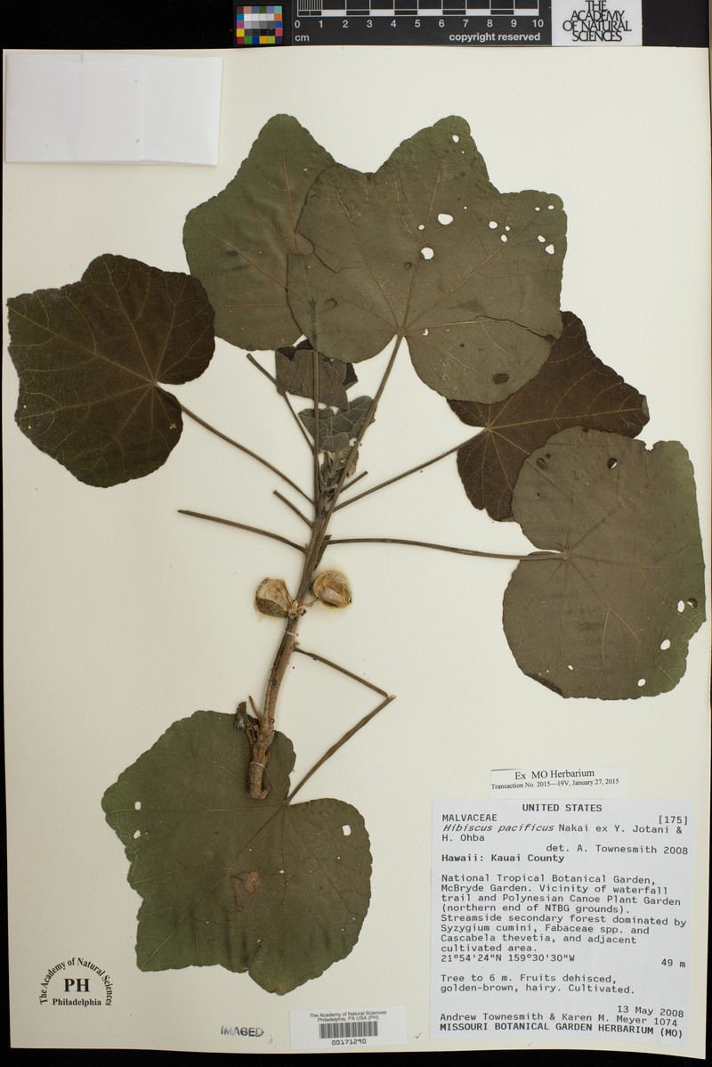Hibiscus pacificus