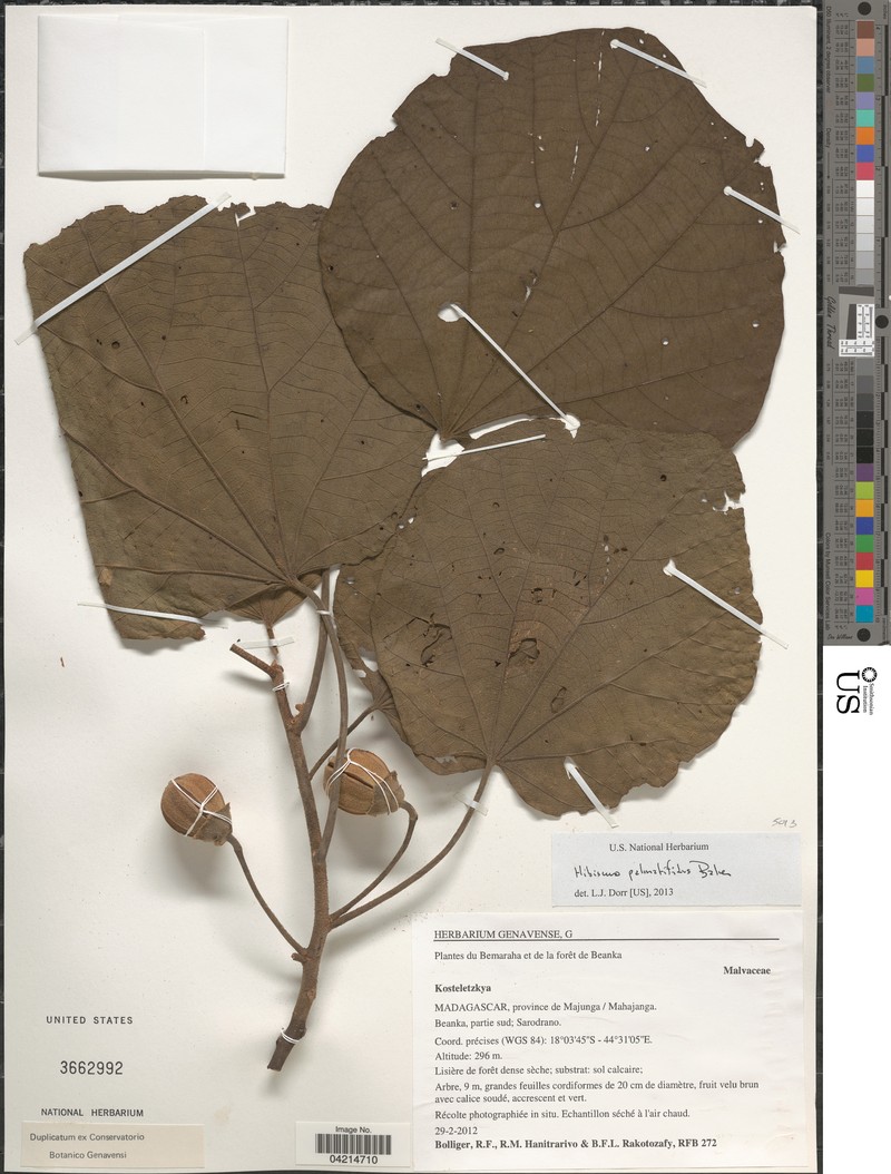 Hibiscus palmatifidus