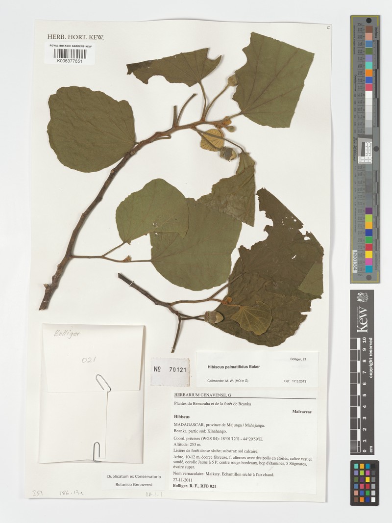 Hibiscus palmatifidus photo 3