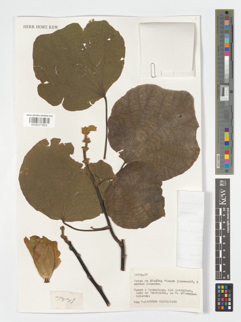 Hibiscus palmatifidus var. palmatifidus photo 3