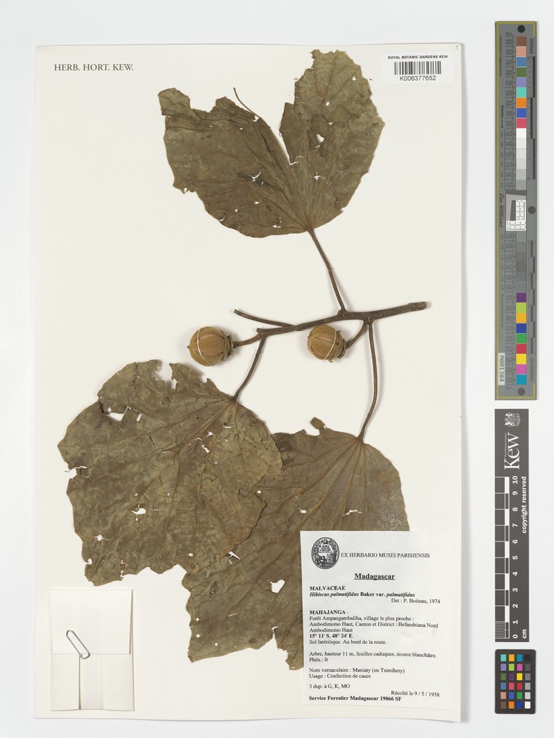 Hibiscus palmatifidus var. palmatifidus photo 4