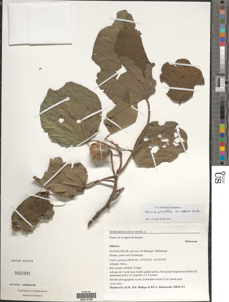 Hibiscus palmatifidus var. sakalava