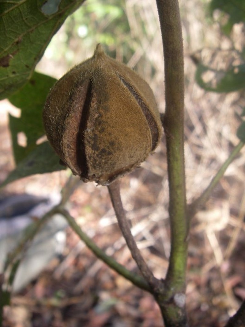Hibiscus palmatifidus var. sakalava photo 2