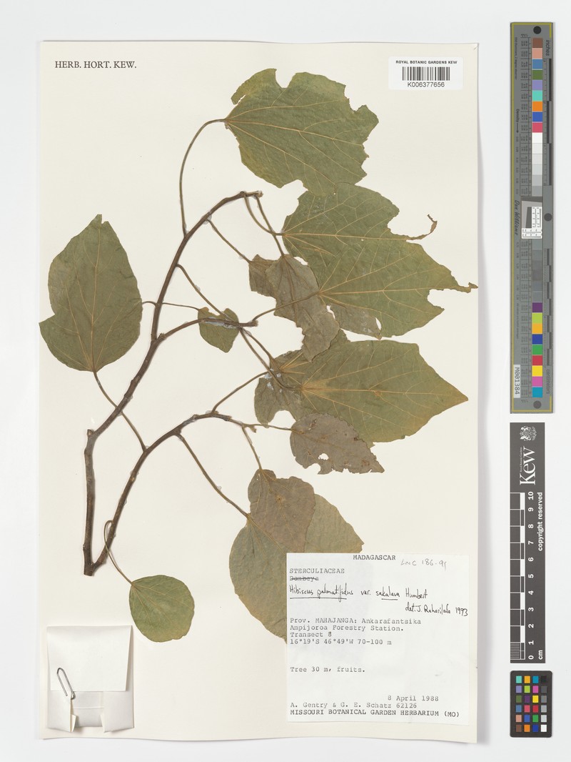 Hibiscus palmatifidus var. sakalava photo 3