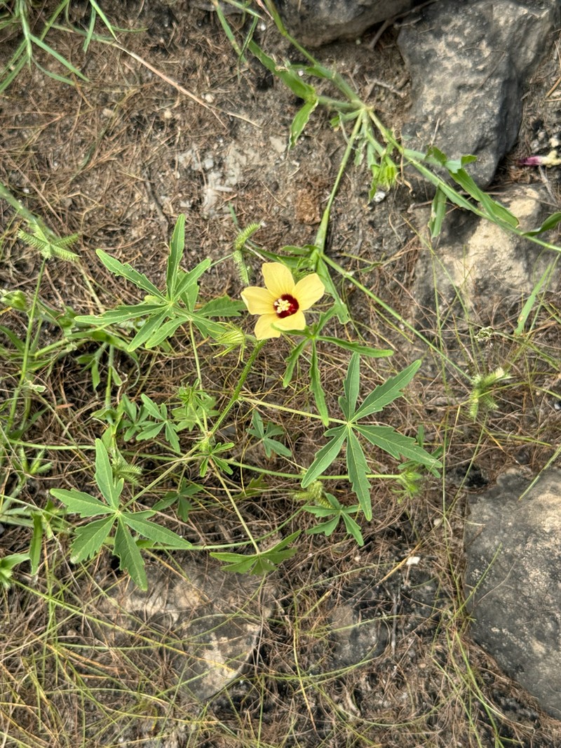 Hibiscus palmatus