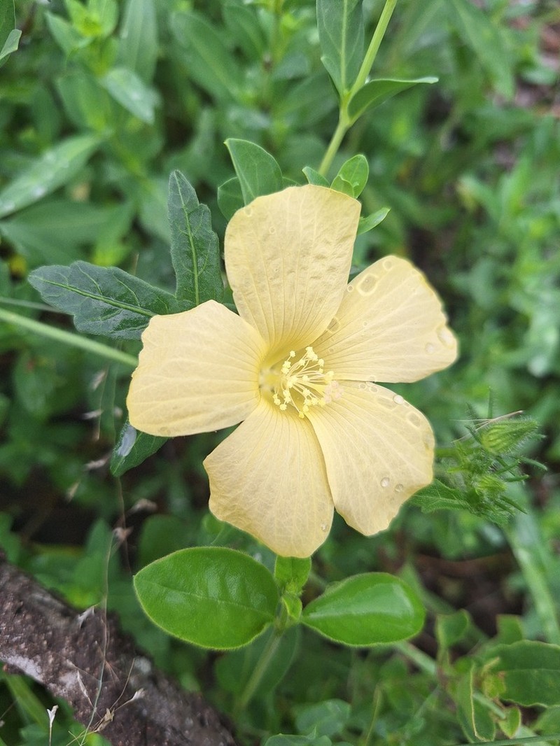 Hibiscus palmatus photo 3