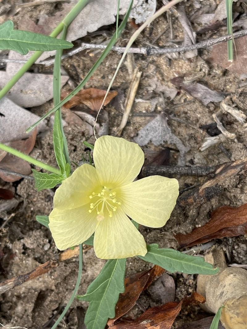 Hibiscus palmatus photo 5
