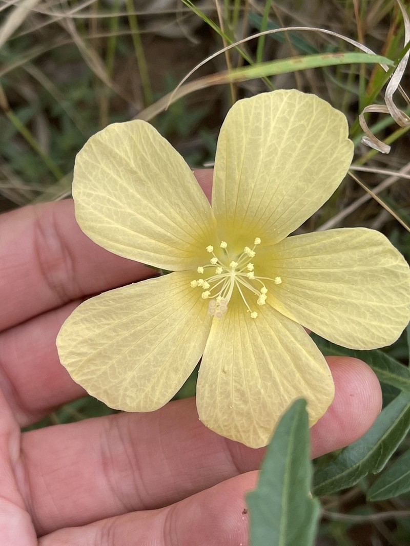 Hibiscus palmatus photo 6