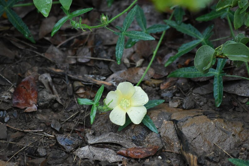 Hibiscus palmatus photo 7