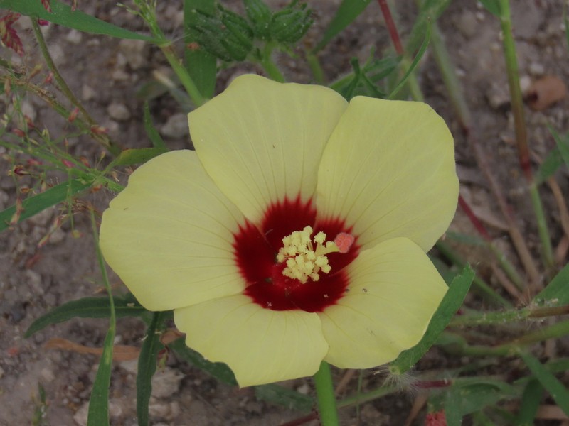 Hibiscus palmatus photo 8
