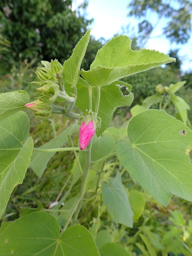 Hibiscus paludicola