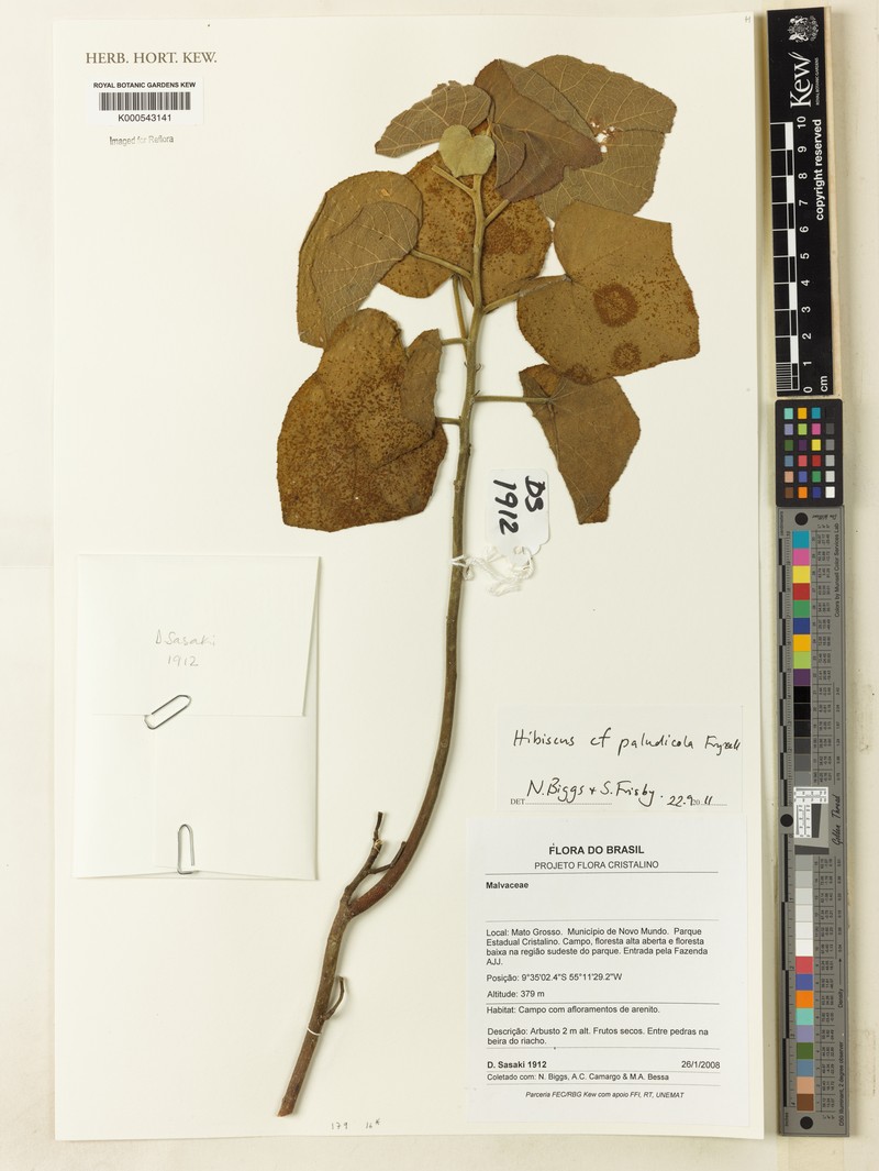 Hibiscus paludicola photo 2