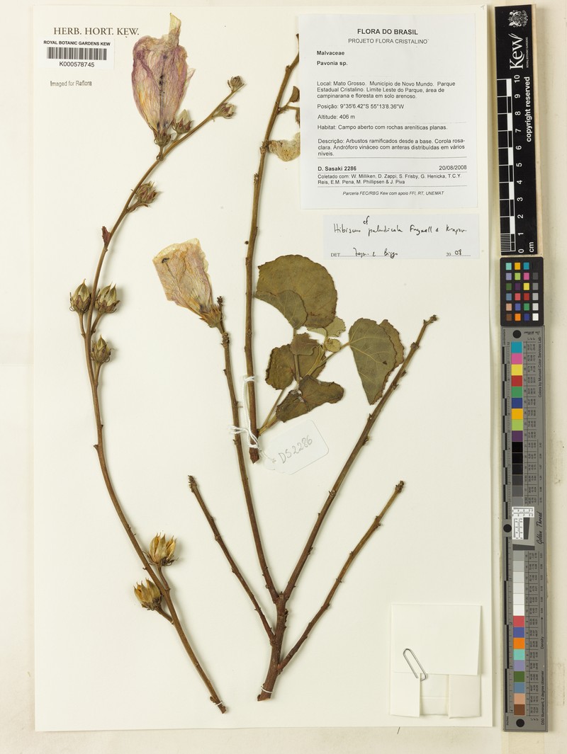 Hibiscus paludicola photo 3