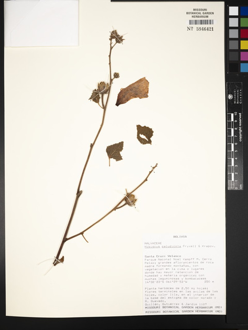 Hibiscus paludicola photo 4