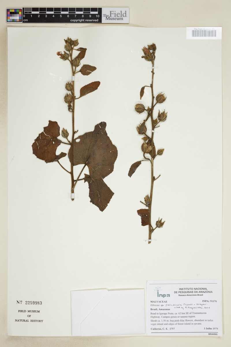 Hibiscus paludicola photo 5