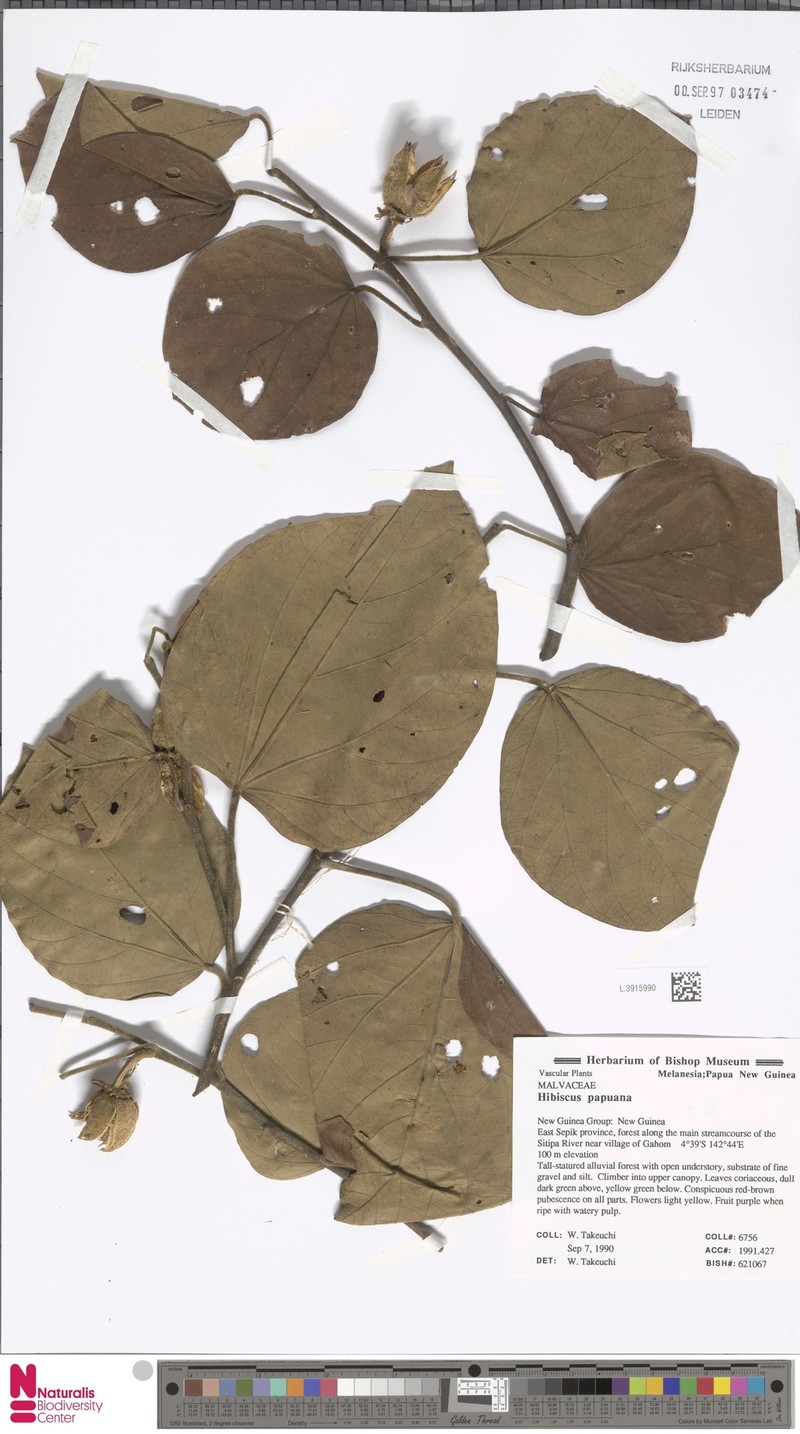 Hibiscus papuanus