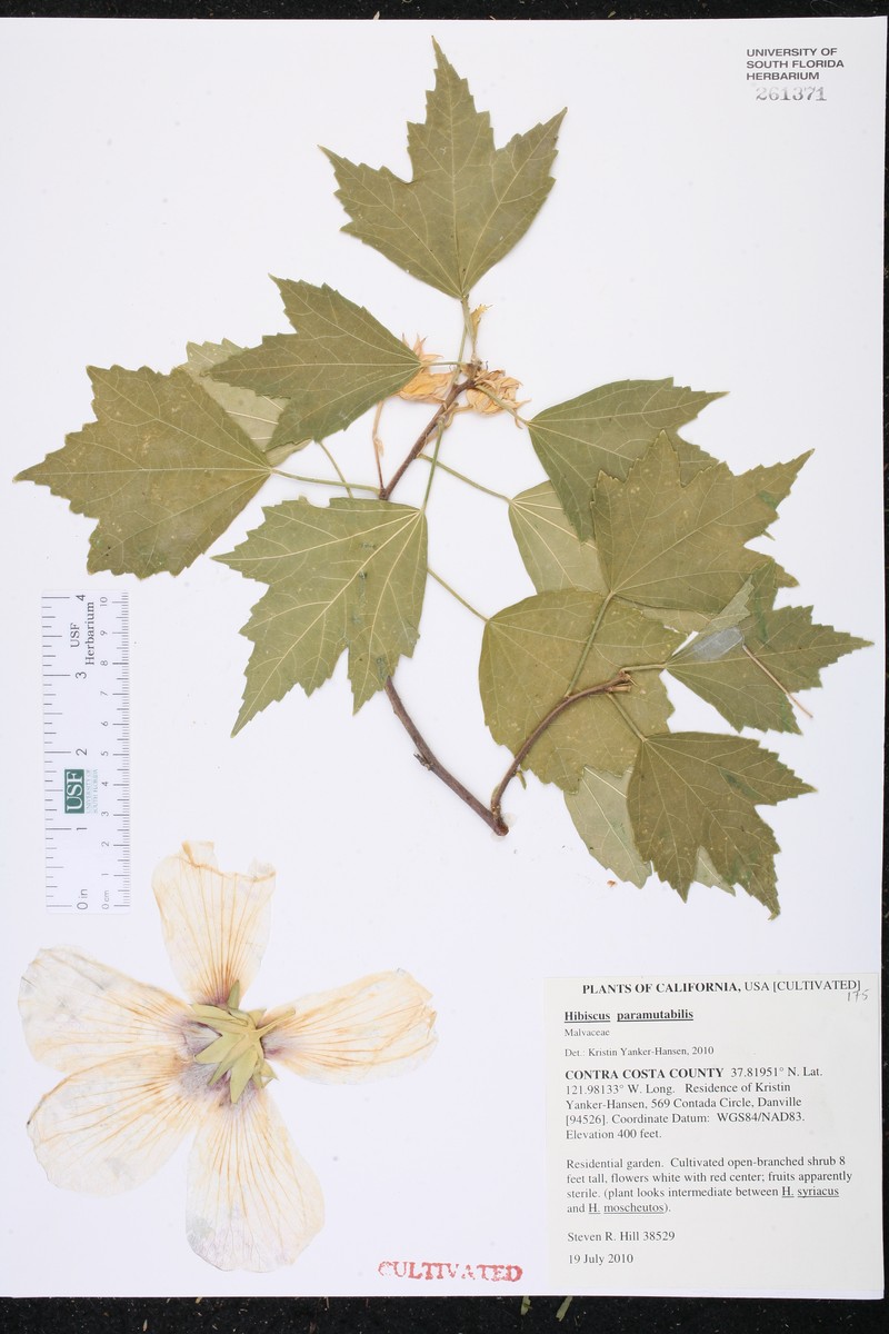 Hibiscus paramutabilis photo 2