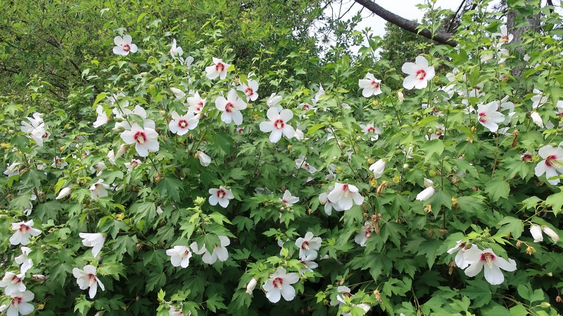 Hibiscus paramutabilis
