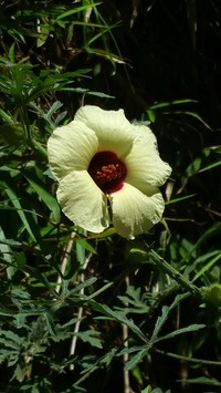 Hibiscus partitus