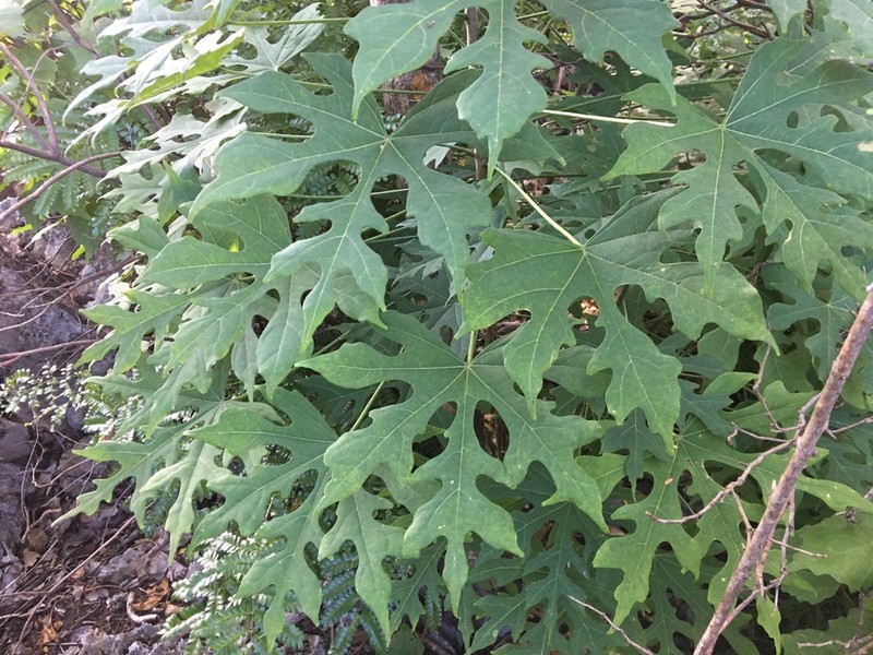 Hibiscus partitus photo 2