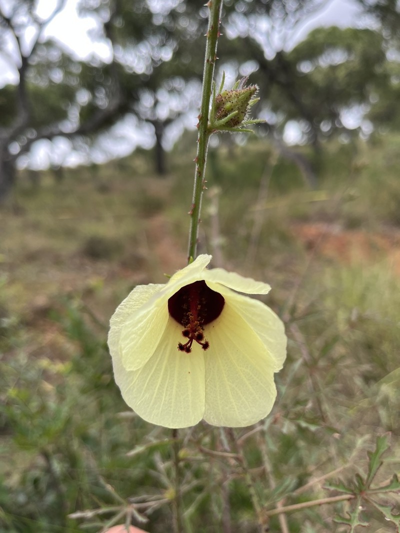 Hibiscus partitus photo 4
