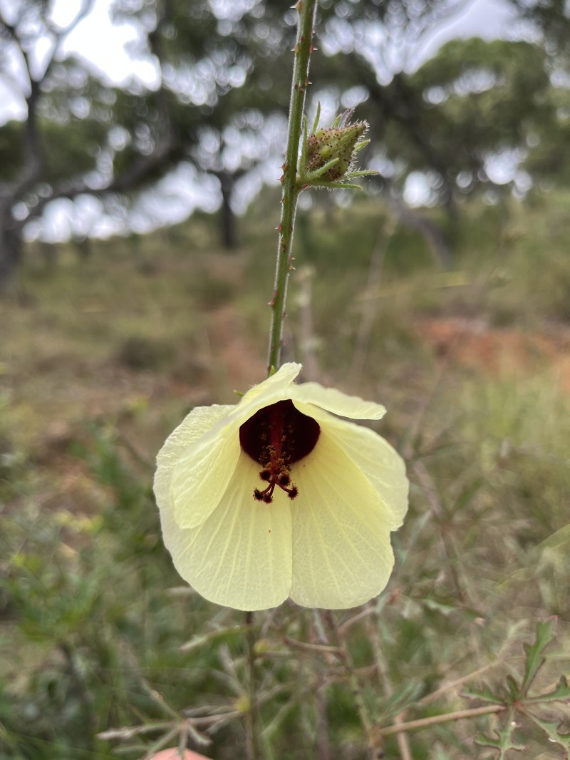 Hibiscus partitus photo 5