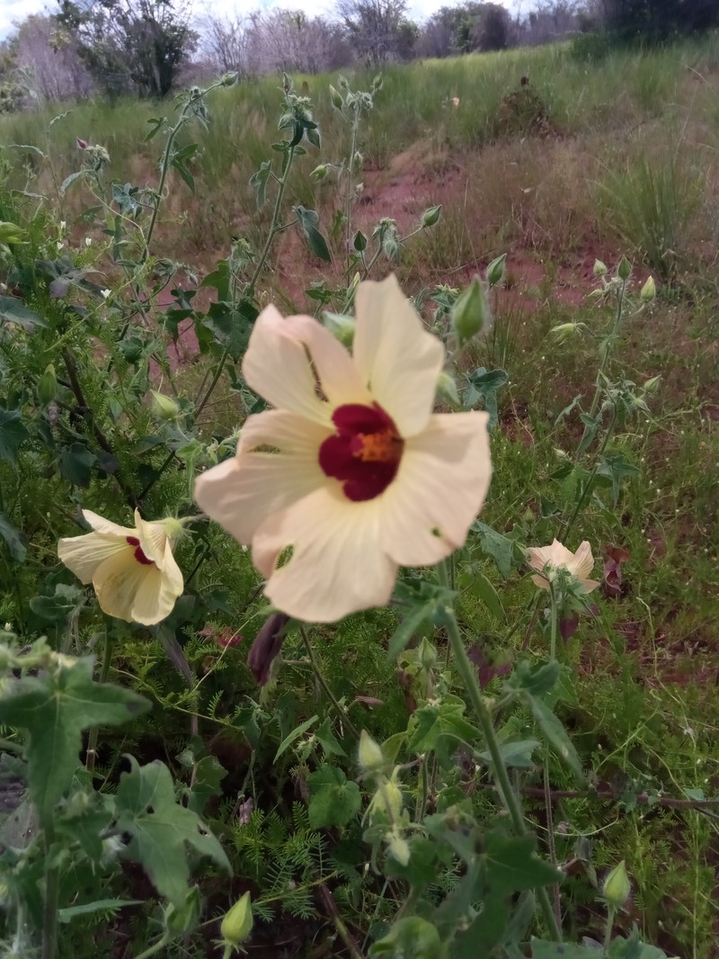Hibiscus partitus photo 7