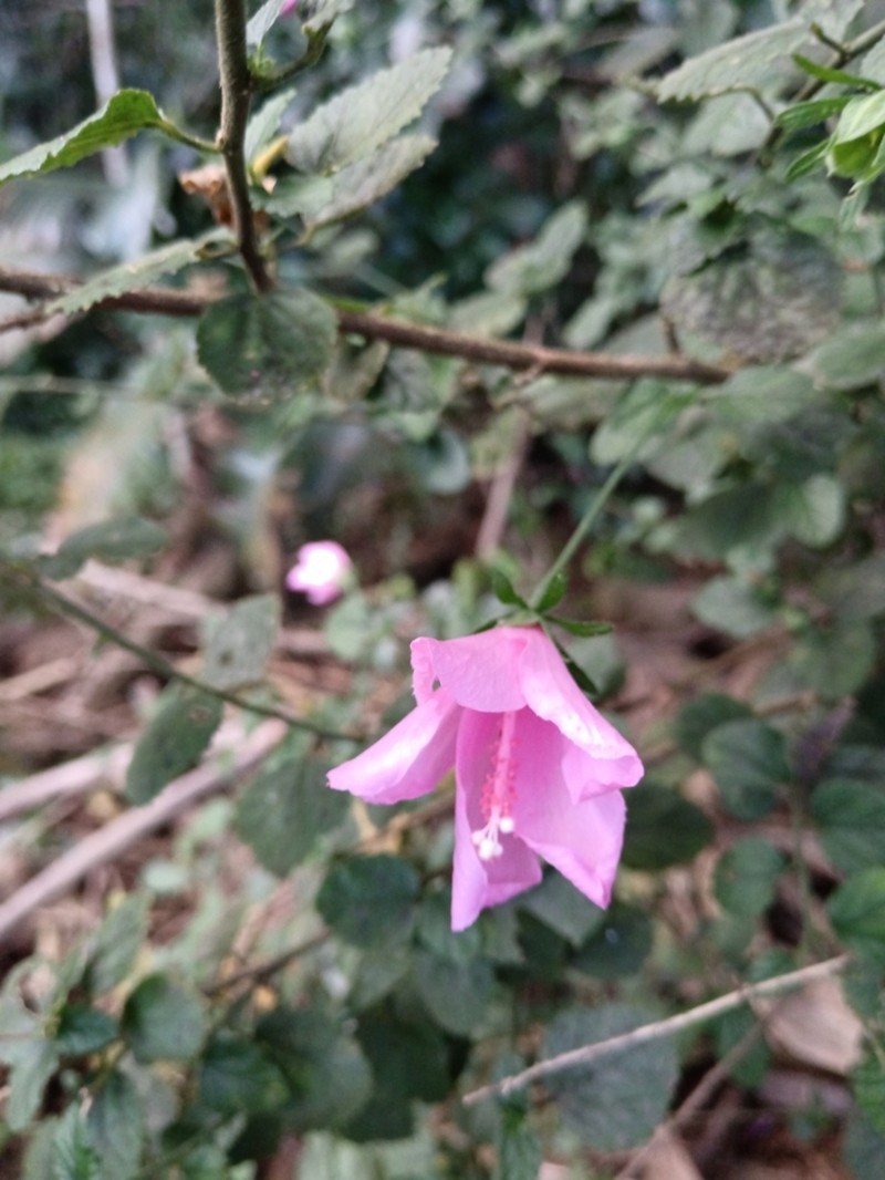 Hibiscus pedunculatus