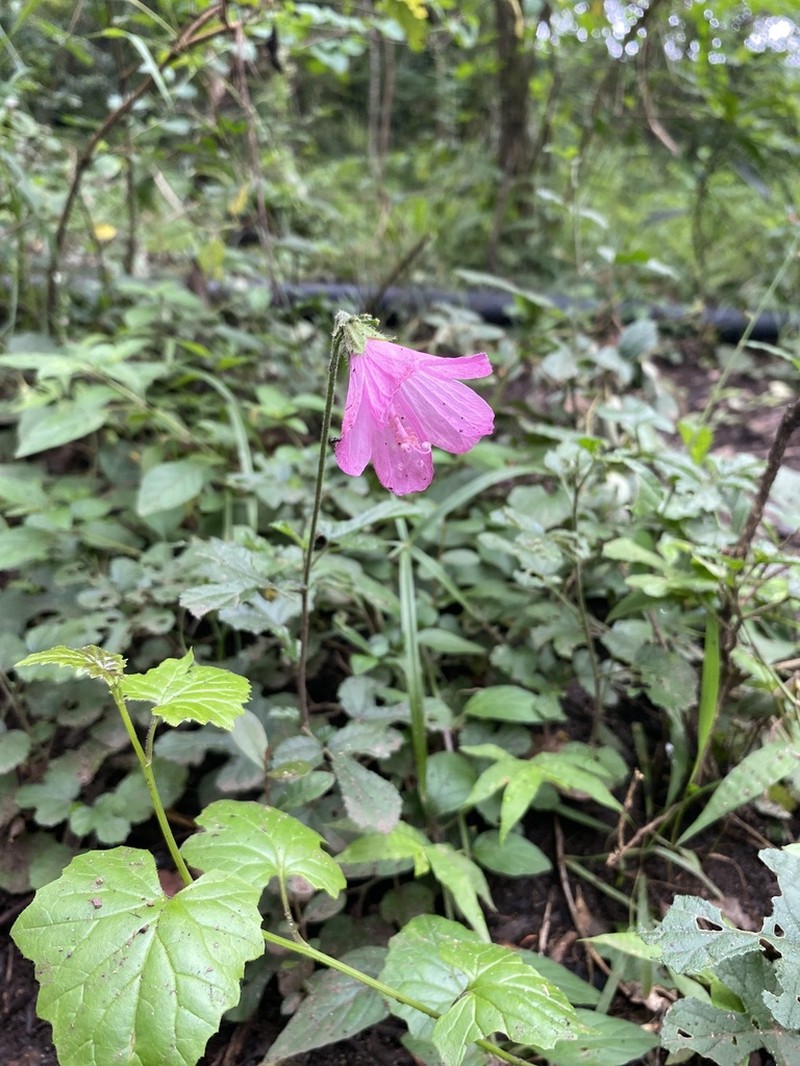 Hibiscus pedunculatus photo 2