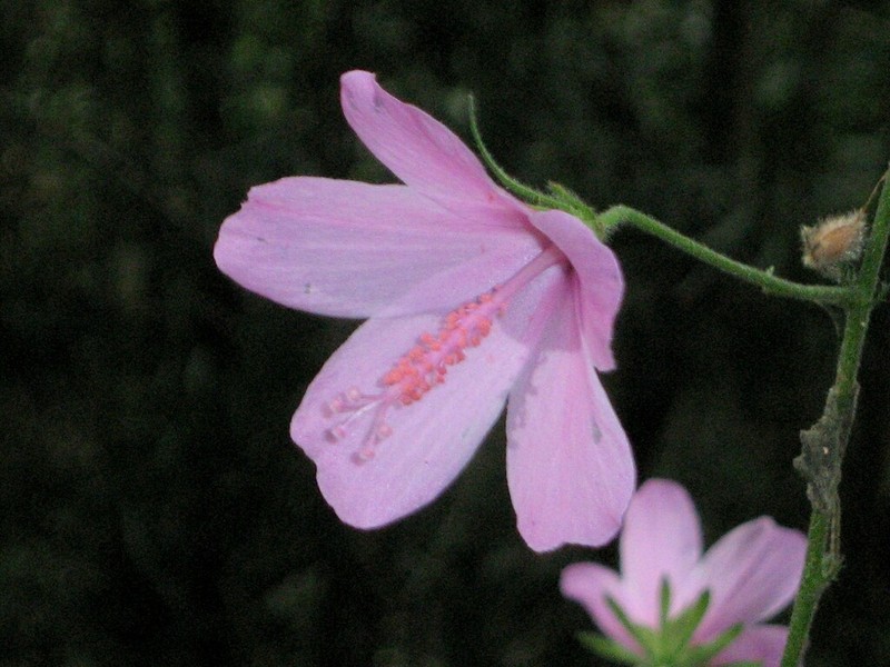 Hibiscus pedunculatus photo 3