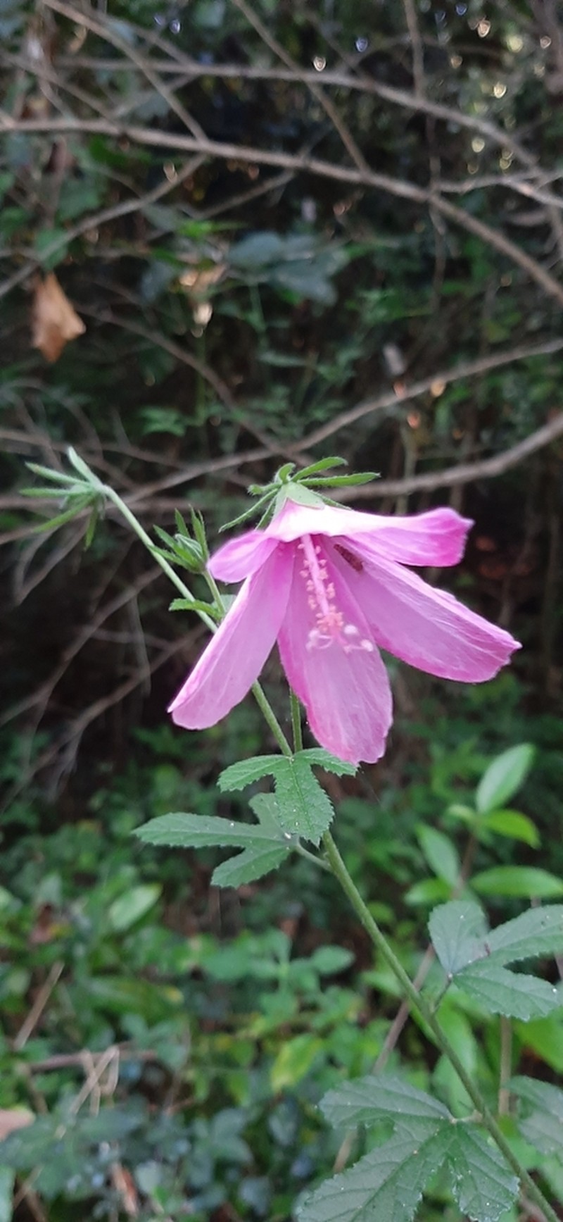 Hibiscus pedunculatus photo 4