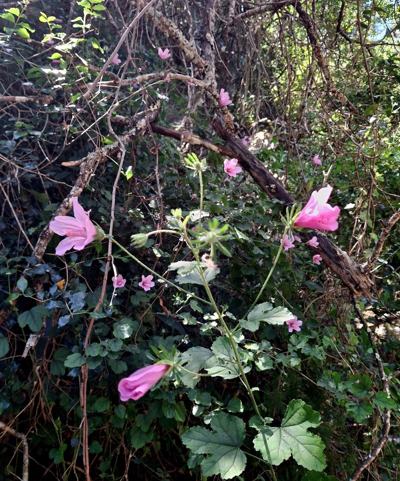 Hibiscus pedunculatus photo 5