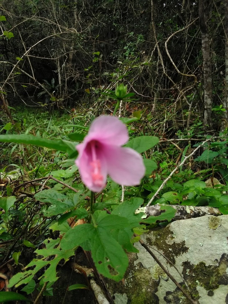 Hibiscus pedunculatus photo 6