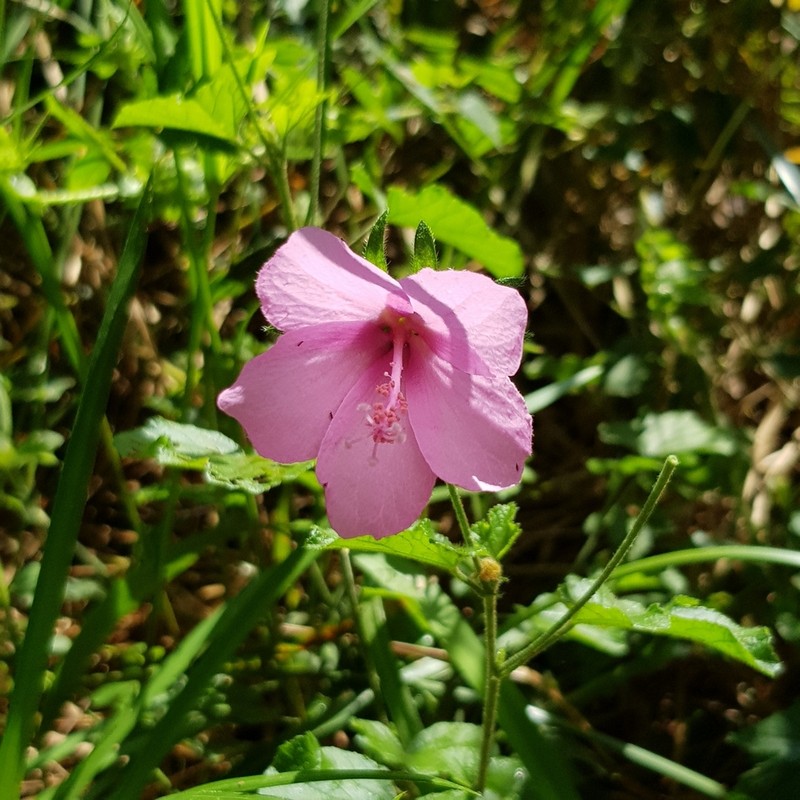 Hibiscus pedunculatus photo 7