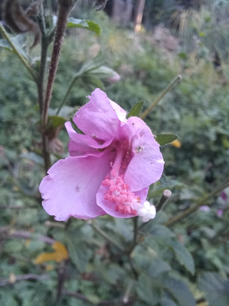 Hibiscus pedunculatus photo 8