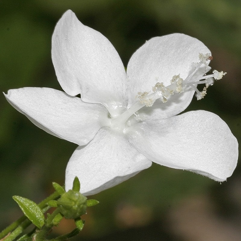 Hibiscus peralbus photo 2