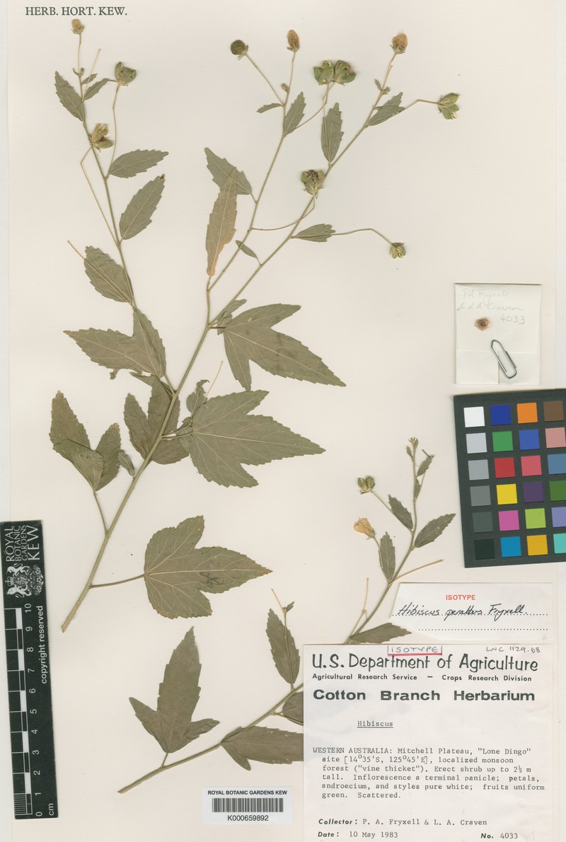 Hibiscus peralbus photo 3